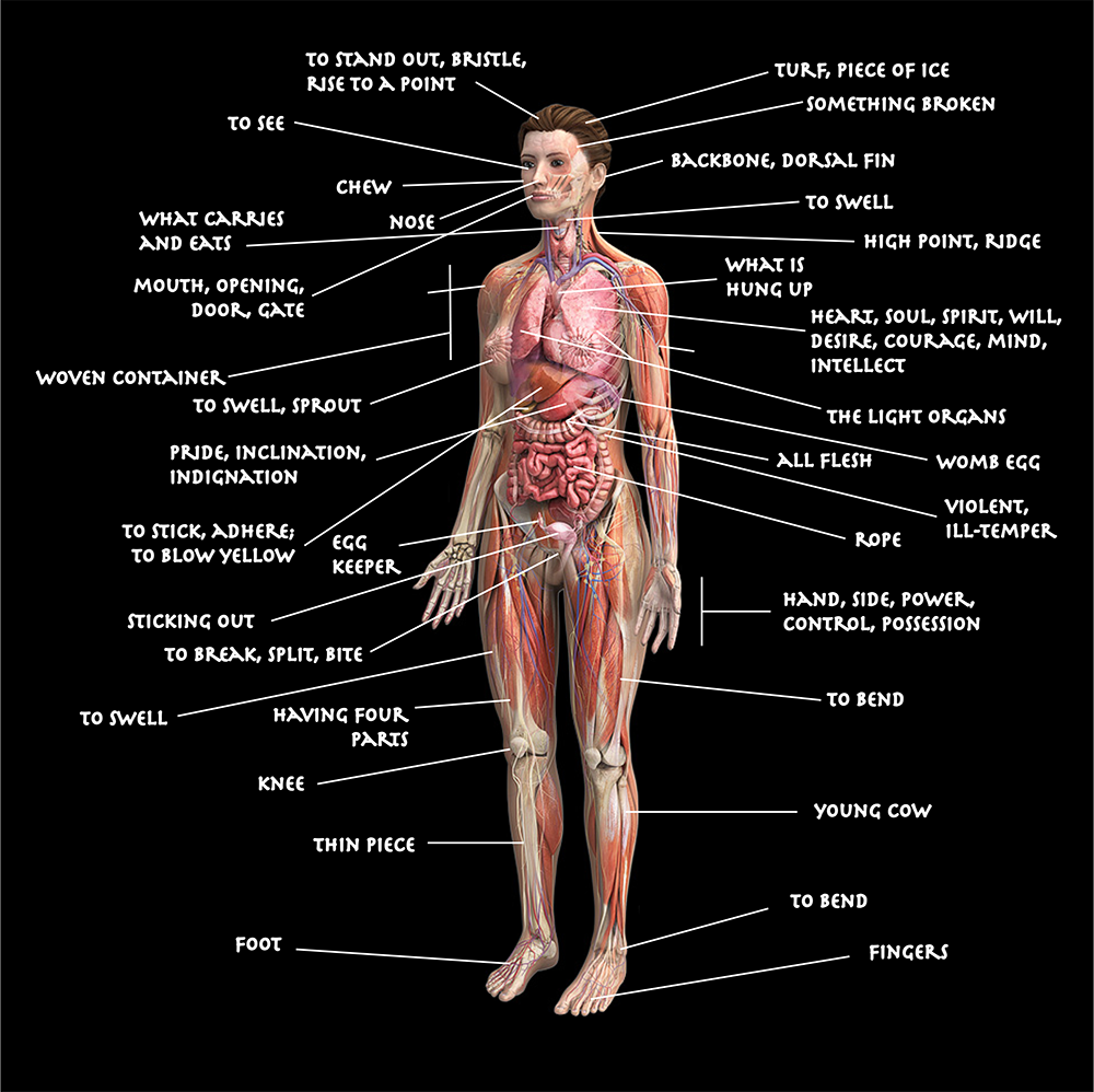 examples of anatomical infographics